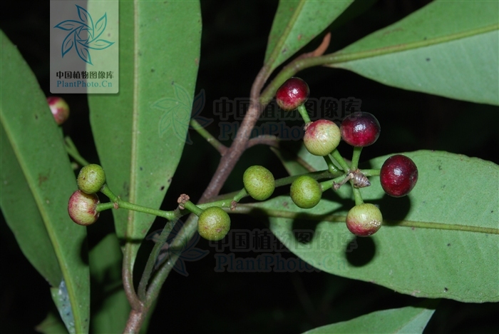 Ardisia depressa